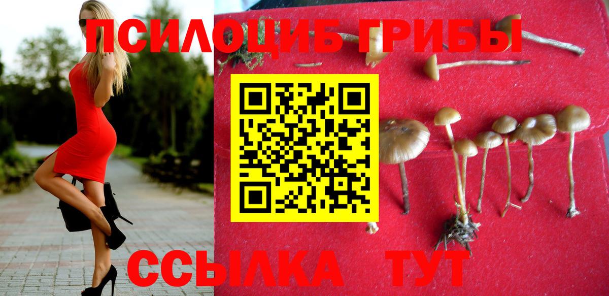 Псилоцибиновые грибы Psilocybe  Дальнегорск  Галлюциногенные грибы прущие грибы 